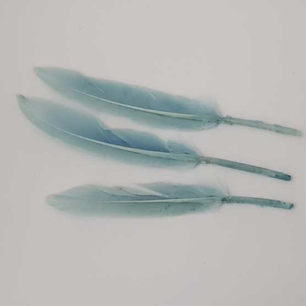 3 Plumes 15 cm N°01 Bleu