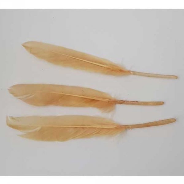 3 Plumes 15 cm N&deg;01 Beige