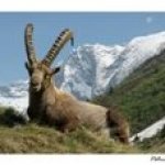 Postal del Ibex Capra en Vanoise