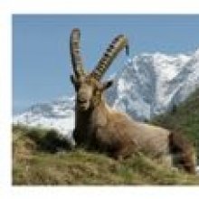 Postal del Ibex Capra en Vanoise